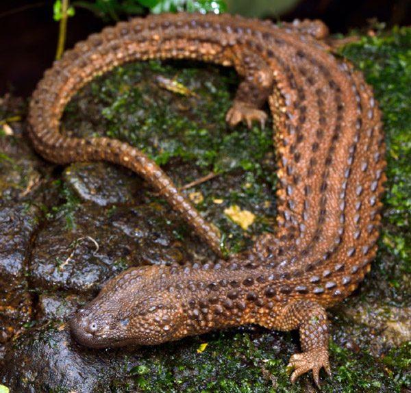 Earless monitor lizard in the wild.  (Indraneil Das)