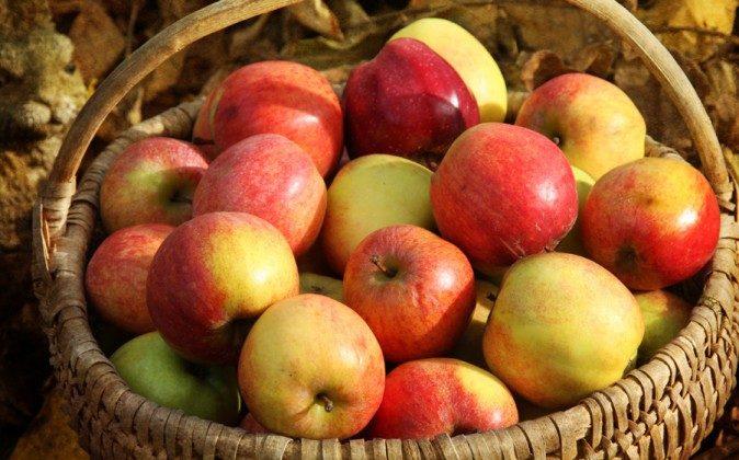 Enjoy the Fall Apple Harvest