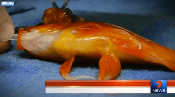 ‘Risky’ Surgery to Remove Pet Goldfish’s Tumor a Success (Video)