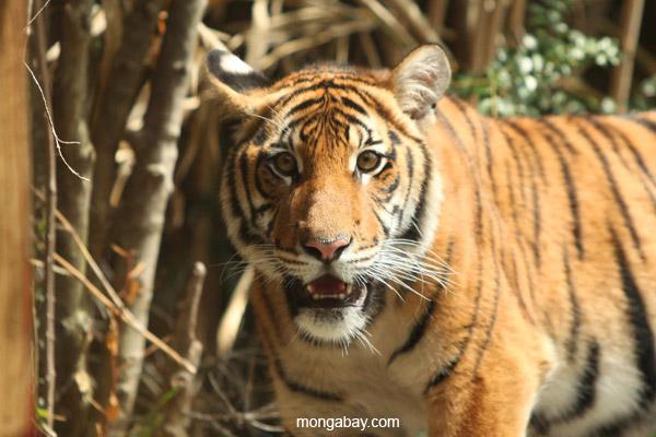 Malayan Tiger Population Drops to 250-340