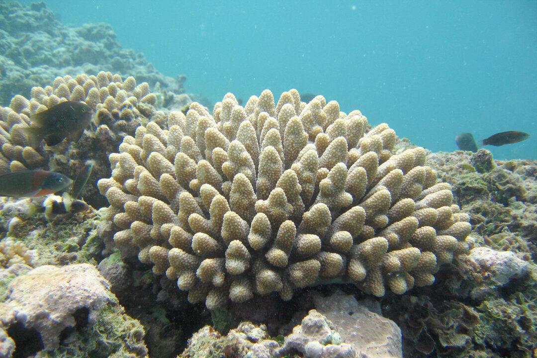 An Unprecedented Step for Corals
