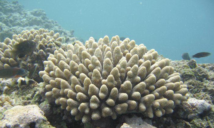 An Unprecedented Step for Corals 