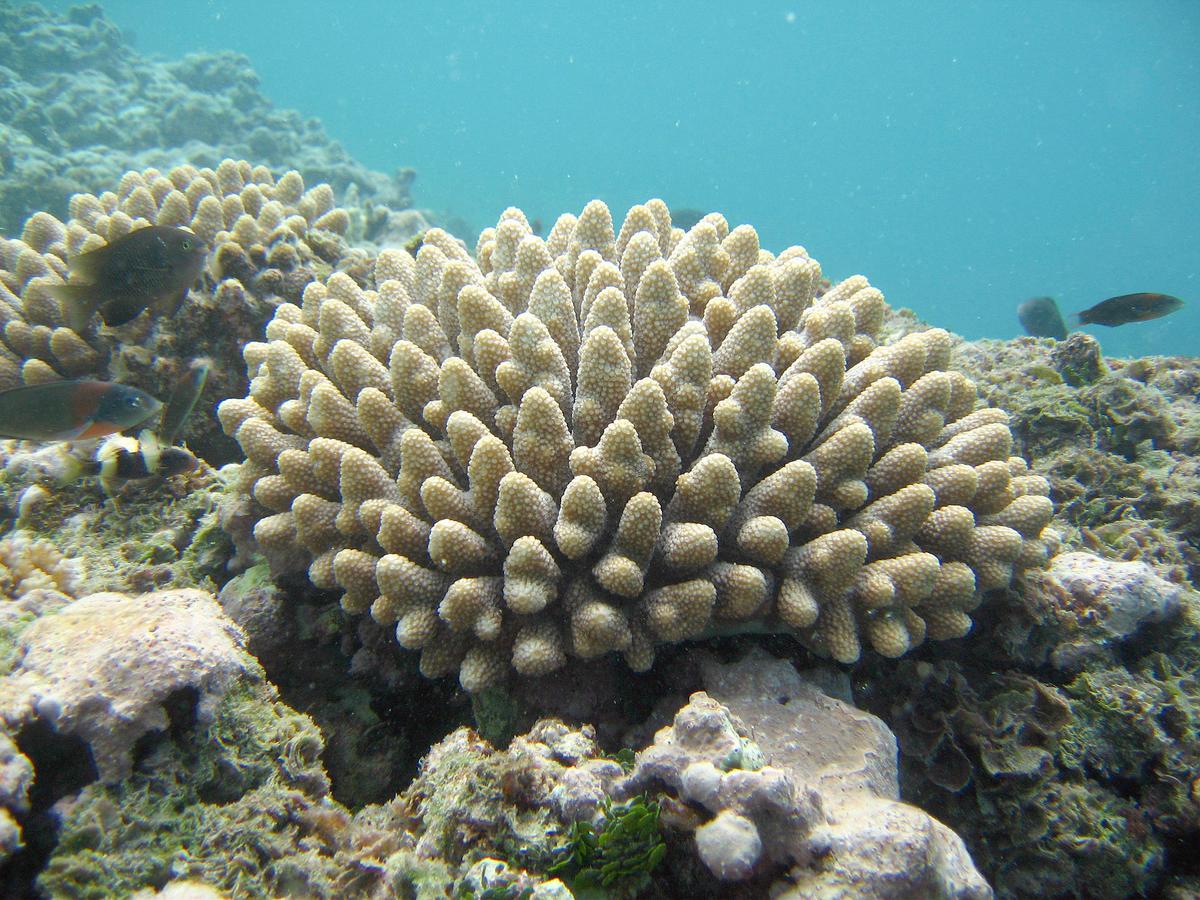 An Unprecedented Step for Corals
