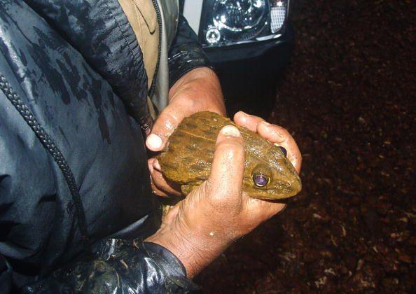 Frogs Still Affected by Logging, After 40 Years