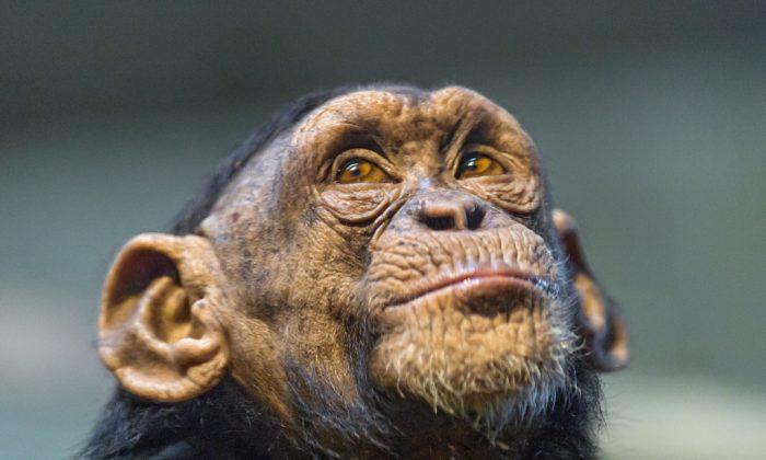 What Makes One Chimp Kill Another?