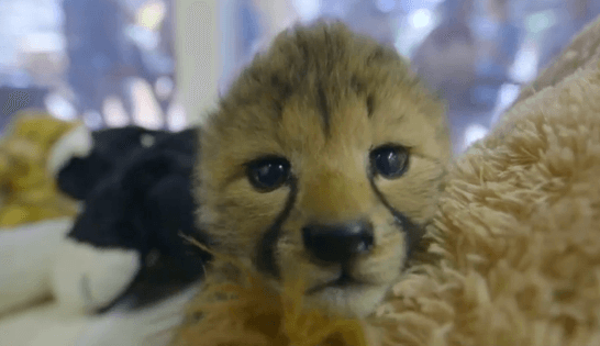 San Diego Zoo Welcomes Cheetah Cubs (Video)