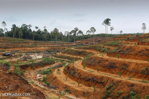 Palm Oil Companies Suspend Deforestation for A Year