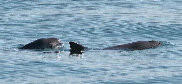 World’s Smallest Porpoise is Critically Endangered
