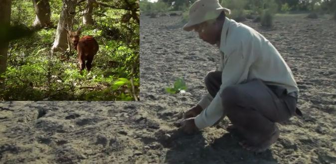 ‘Forest Man’—The Man Who Planted a Forest in India