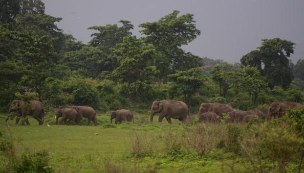 Birth Control to Solve Human-Elephant Conflicts