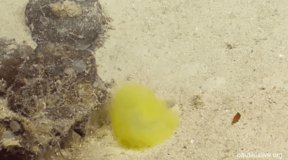 Sea Worm That Resembles Tennis Ball Spotted (Video)