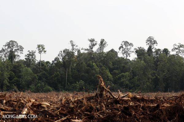 Leaders Pledge to End Deforestation by 2030 