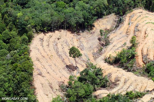 Cargill Stops Deforestation for Entire Global Chain
