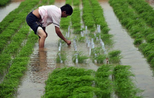 A Chinese researcher checks on two strains of genetically-modified rice at a farm in Wuhan city, China, on June 11, 2011. (STR/AFP/Getty Images)