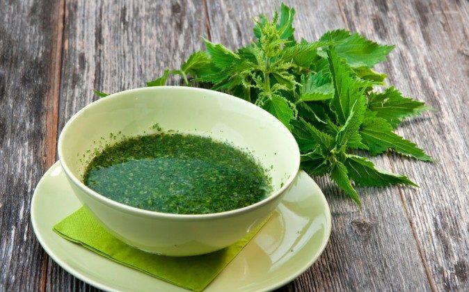 8 Reasons to Add Stinging Nettles to Your Healing Plan