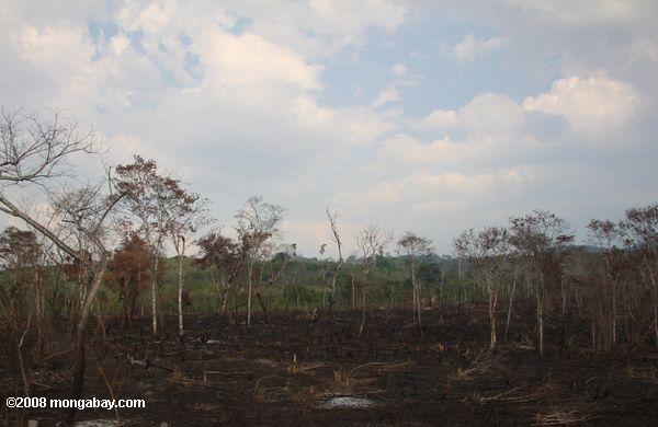 40 Countries in UN Summit to Fight Deforestation