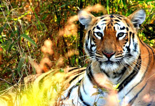 Human Conflict Has Heavy Price on Wildlife in India