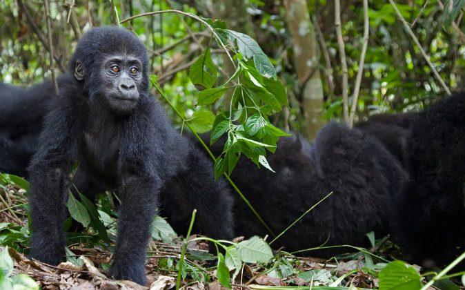 Gorilla Tracking in the Congo