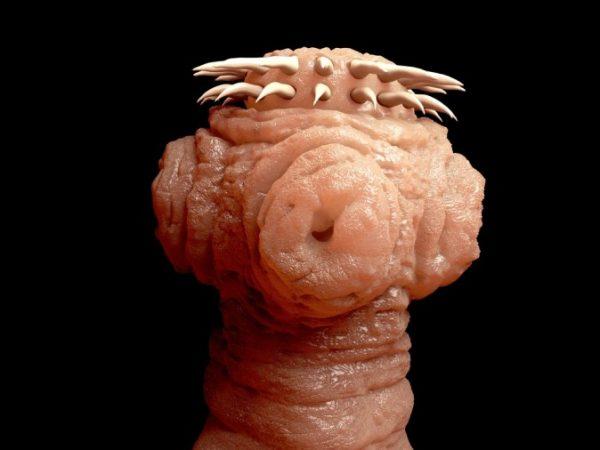 Tapeworm head (Shutterstock)