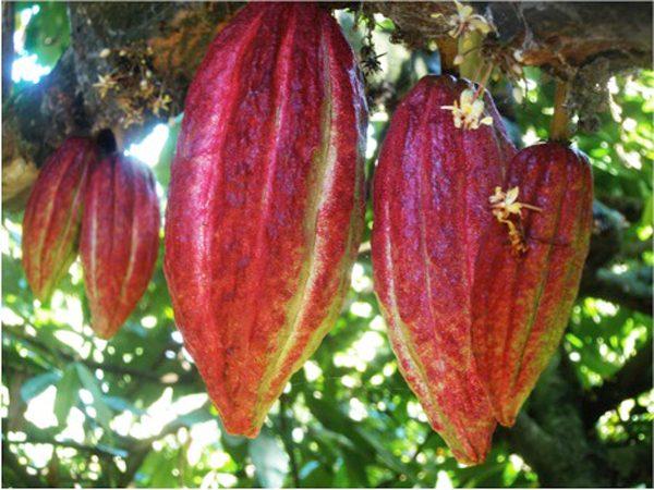 Cocoa pods often grow from the trunk of the cocoa tree. Cocoa beans are packed inside the elongated oval-shaped pods and are removed, dried and fermented before processing into chocolate. Photo credit: Madécasse Chocolate Co.