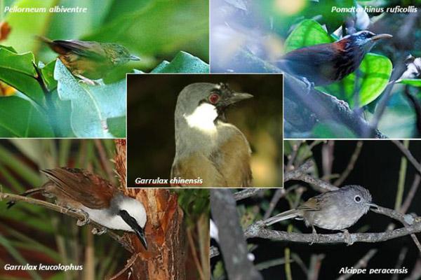 Fine Tuning Conservation Efforts With Common Birds