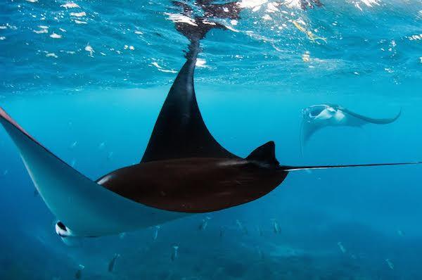Video: Mobula Rays Jump From the Water in the Gulf of California