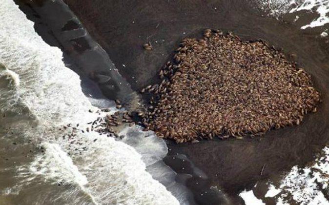 Throng of 35,000 Walruses Is Largest Ever Recorded on Land, Sign of Warming Artic