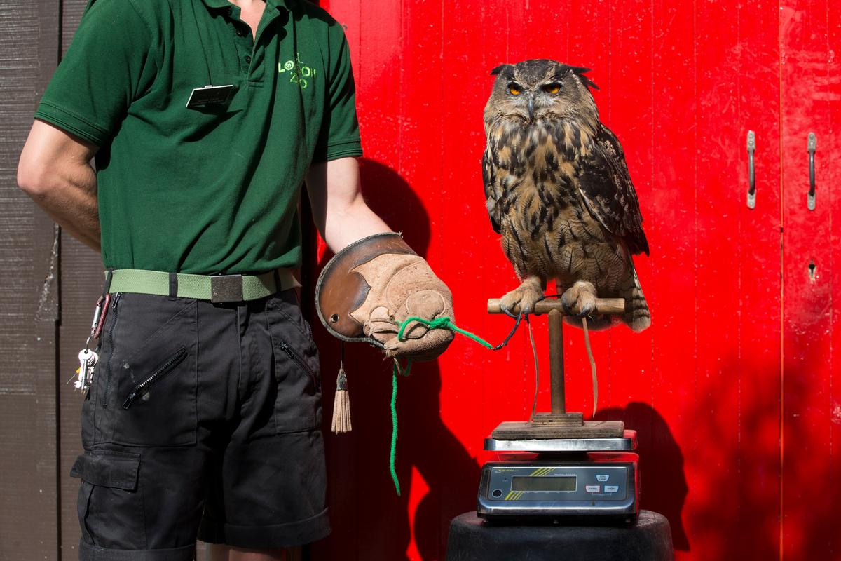 Who You Calling an Elephant? Animals Have Weight Issues Too