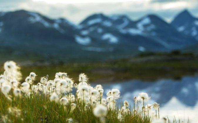 5 Incredible Things to Experience in the Arctic