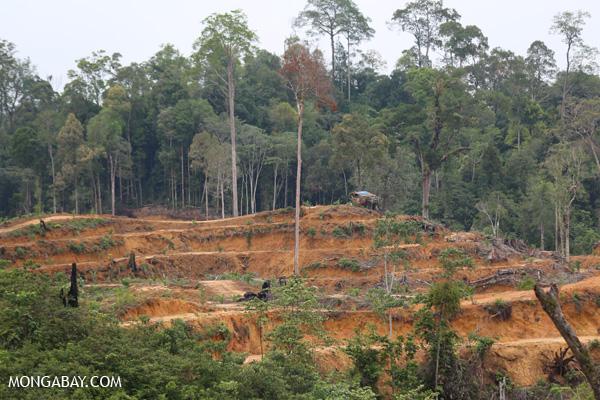 Palm Oil Companies Hire Locals to Evade Restrictions