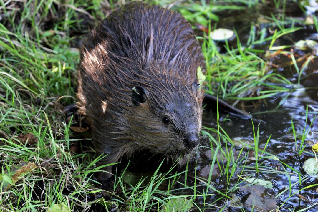 Biologists Using Beaver Dams to Restore Streams