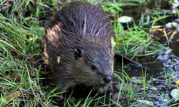 Biologists Using Beaver Dams to Restore Streams