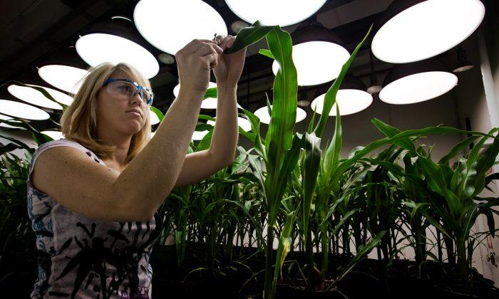 Monsanto Loses $156 Million in Fiscal Fourth Quarter