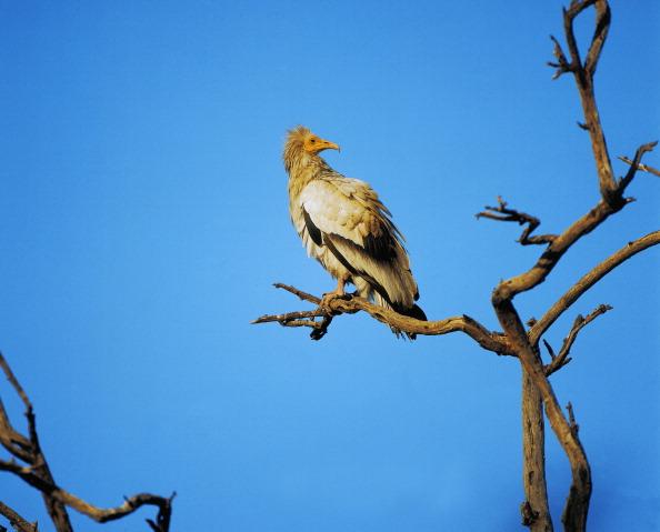 Vultures in India Endangered by Toxic Chemicals