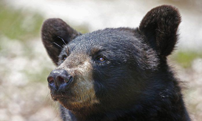 Add Black Bears to the List of Things Terrified of Drones