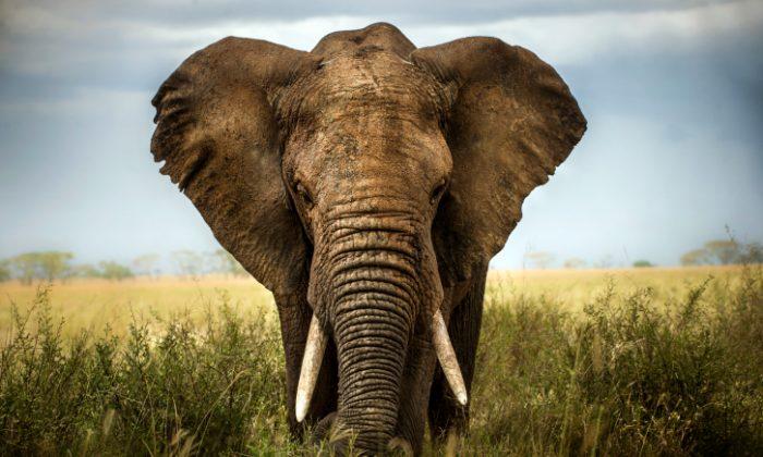 How Thunderstorms Could Help Save African Elephants