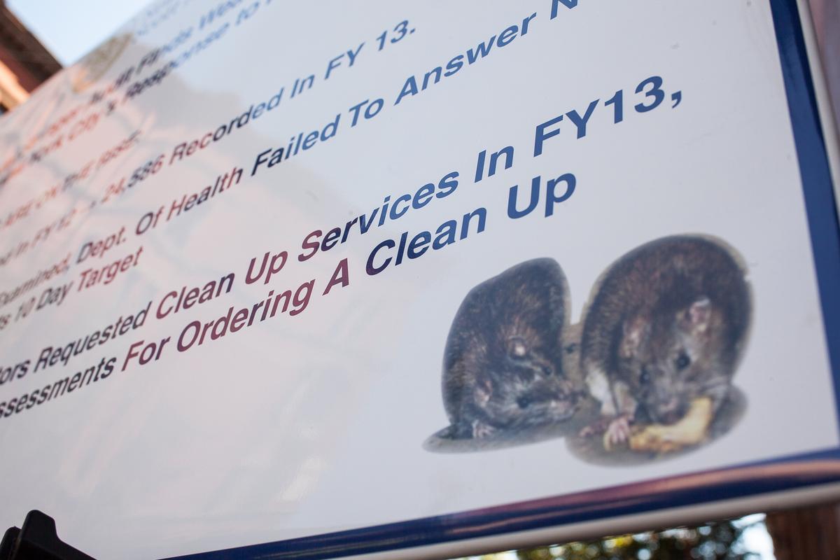New Yorkers Complain About Rats, City Struggles to Respond