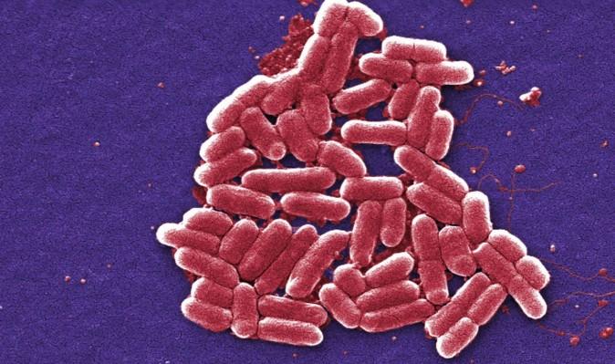 The Fascinating Bacteria in Your Gut, and How It Affects Our Whole Lives