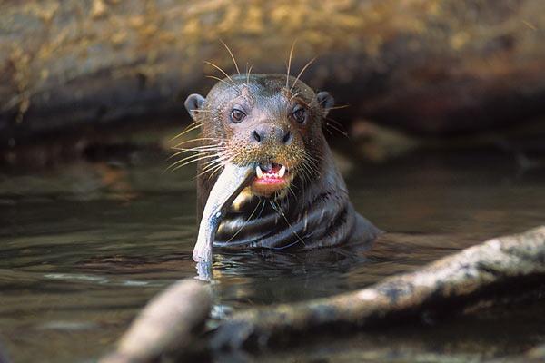 Peru River Otters Recovering but Still Threatened