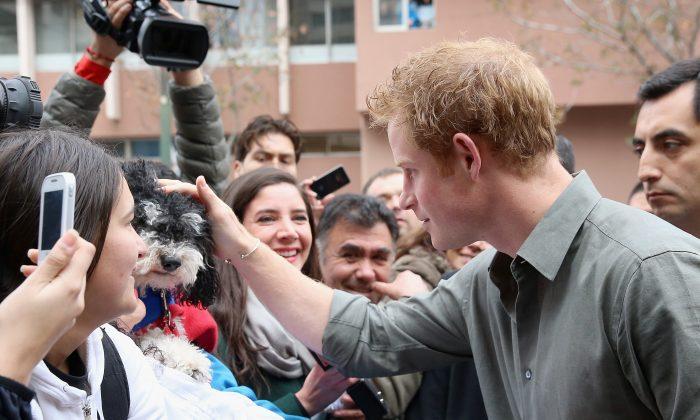 Prince Harry Rumors: Prince Charles to Give Him a Chocolate-Colored Labrador as Birthday Gift?