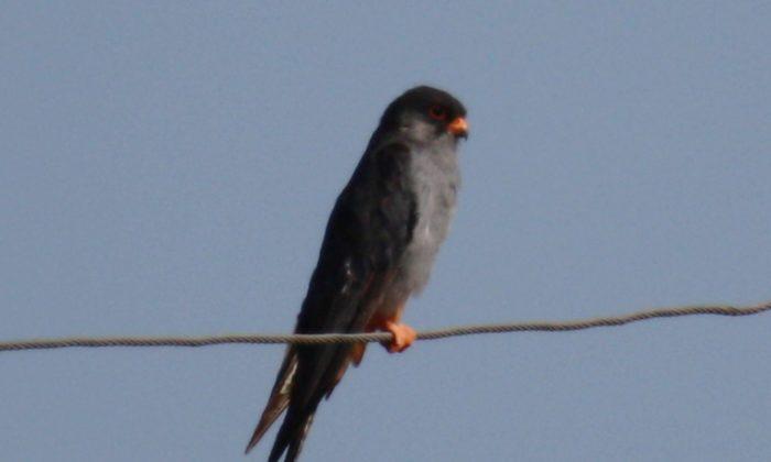 Migrating Amur Falcons Arrive in India