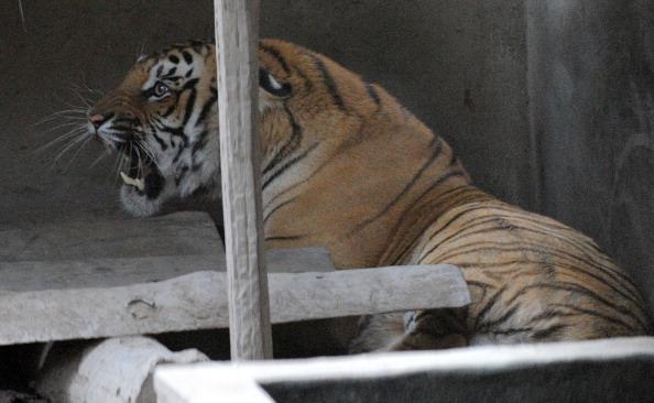 New Royal Bengal Tiger Project in India Launched