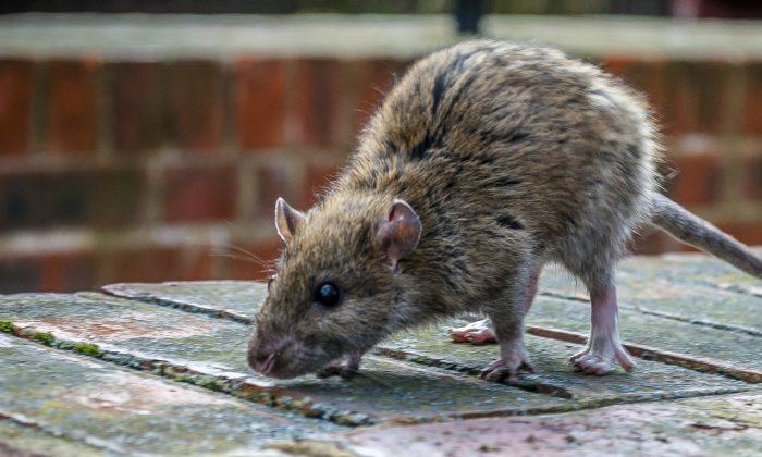 Scientists Find 18 New Viruses on NYC Rats