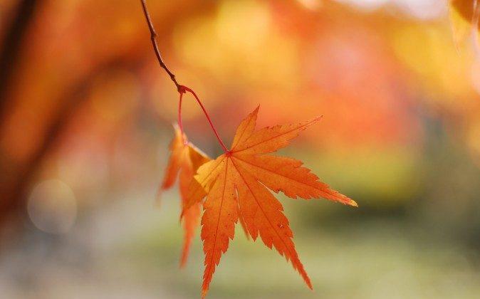 Chinese Medicine Teaches Us That Autumn Is the Season to ‘Let It Go’