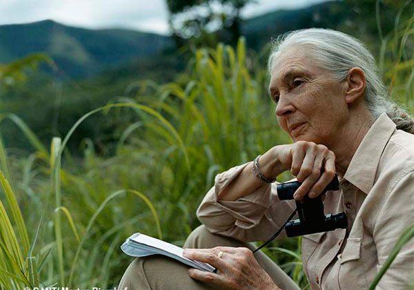 Jane Goodall Joins Mongabay for Conservation