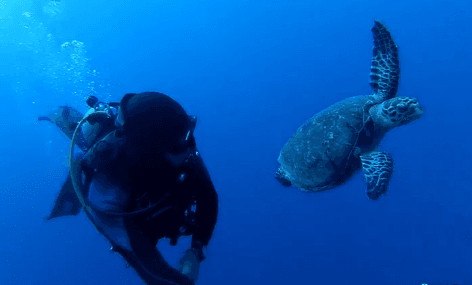 Diver Swims Side by Side With a Turtle (Video)