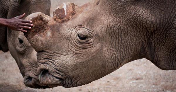 Only Six Northern White Rhinos in the World