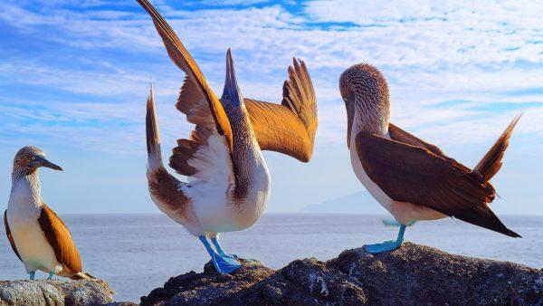 Blue-footed boobies perform a mating ritual. (Colossus Productions/nWave Pictures)