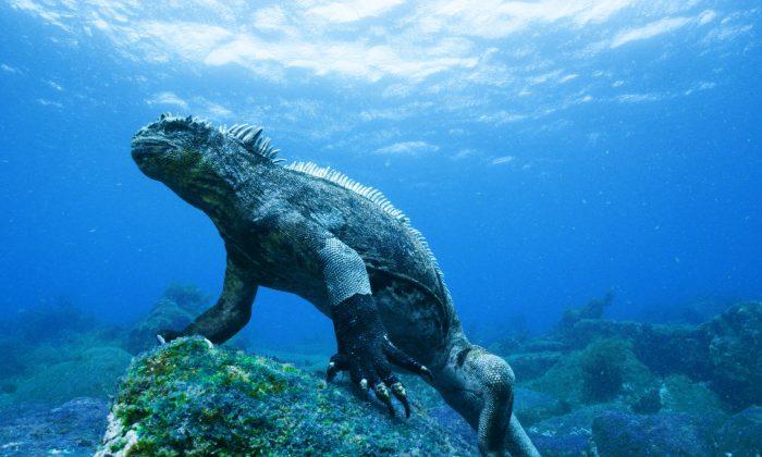Film Review: ‘Galapagos 3D’, a Unique World Within Our World
