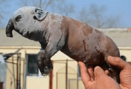 Piglet Born With Elephant-Like Trunk (Video)